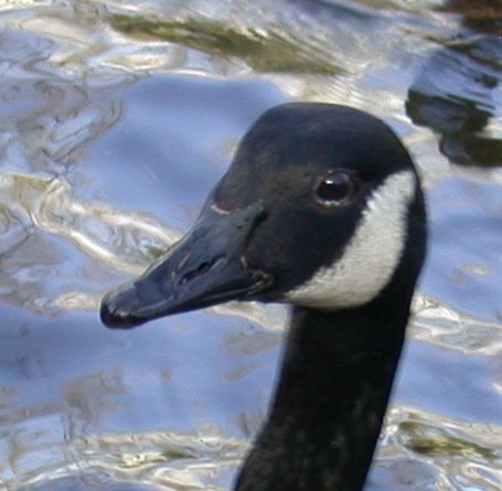 Canada Goose SauPk 19Feb04 2.jpg