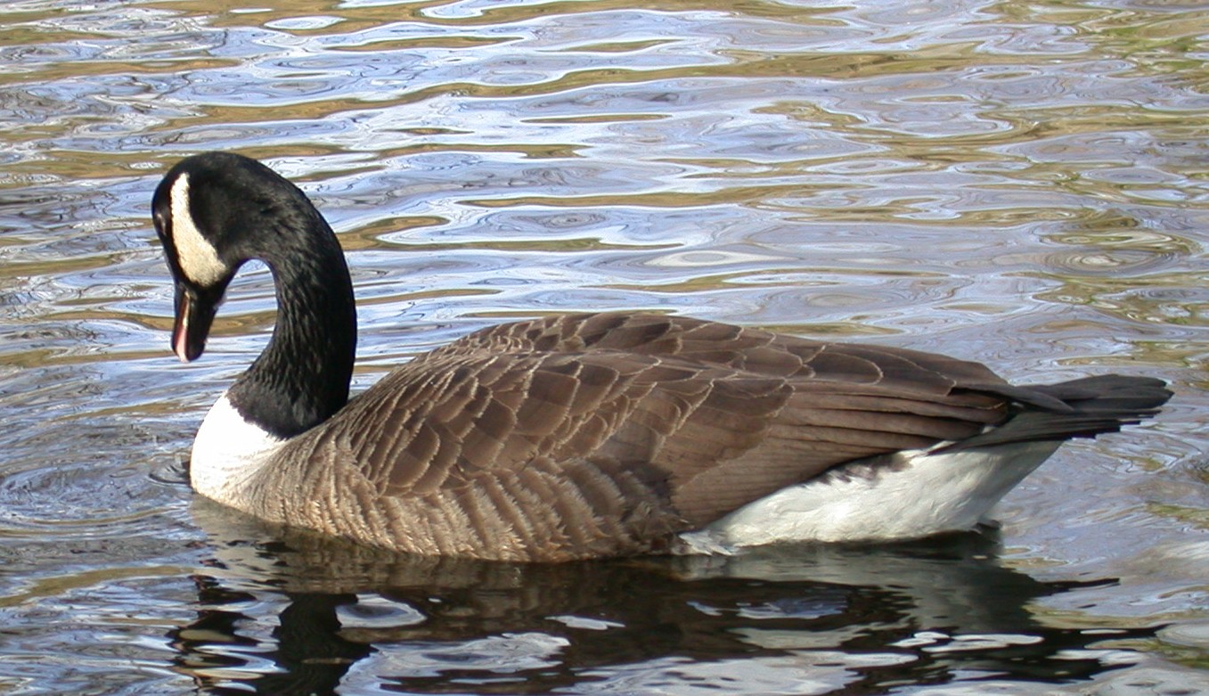 Canada Goose SauPk 19Feb04 1.jpg