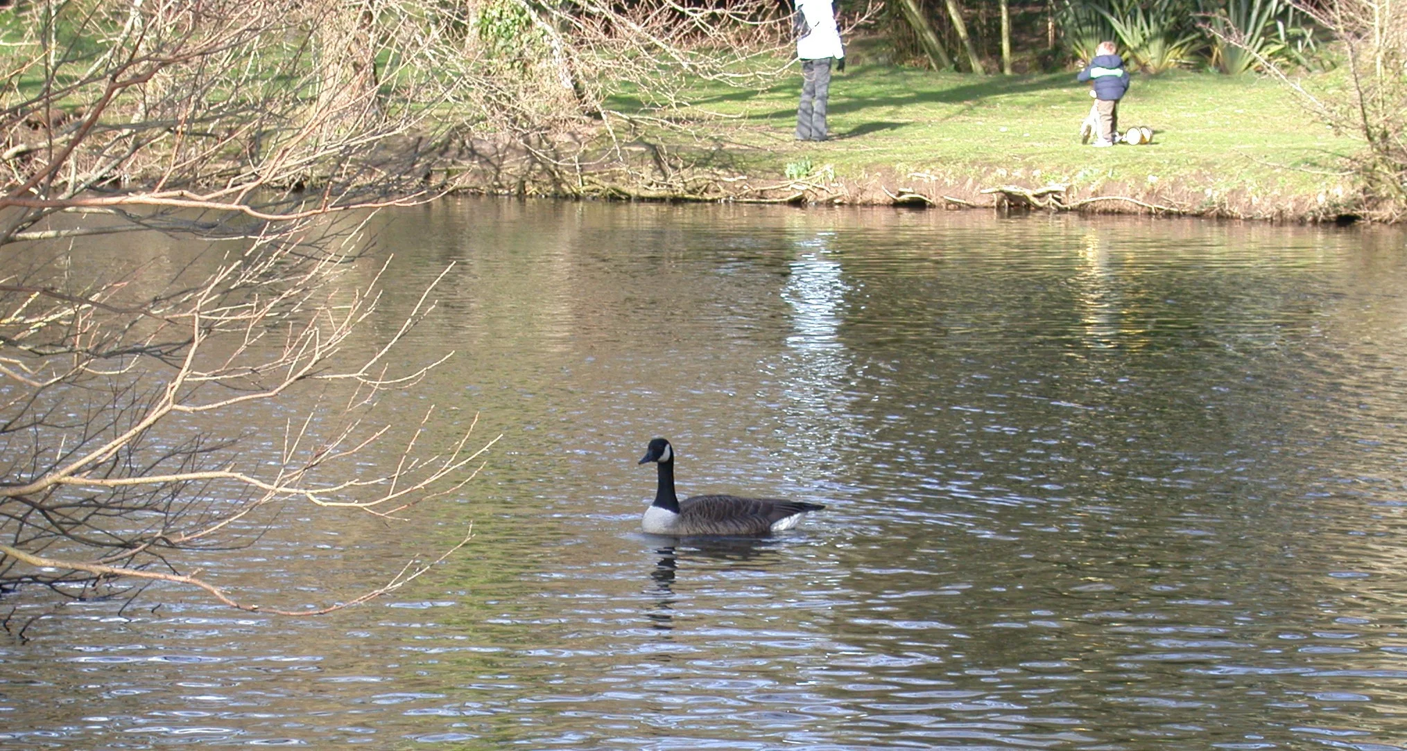 Canada Goose SauPk 19Feb04 4.jpg