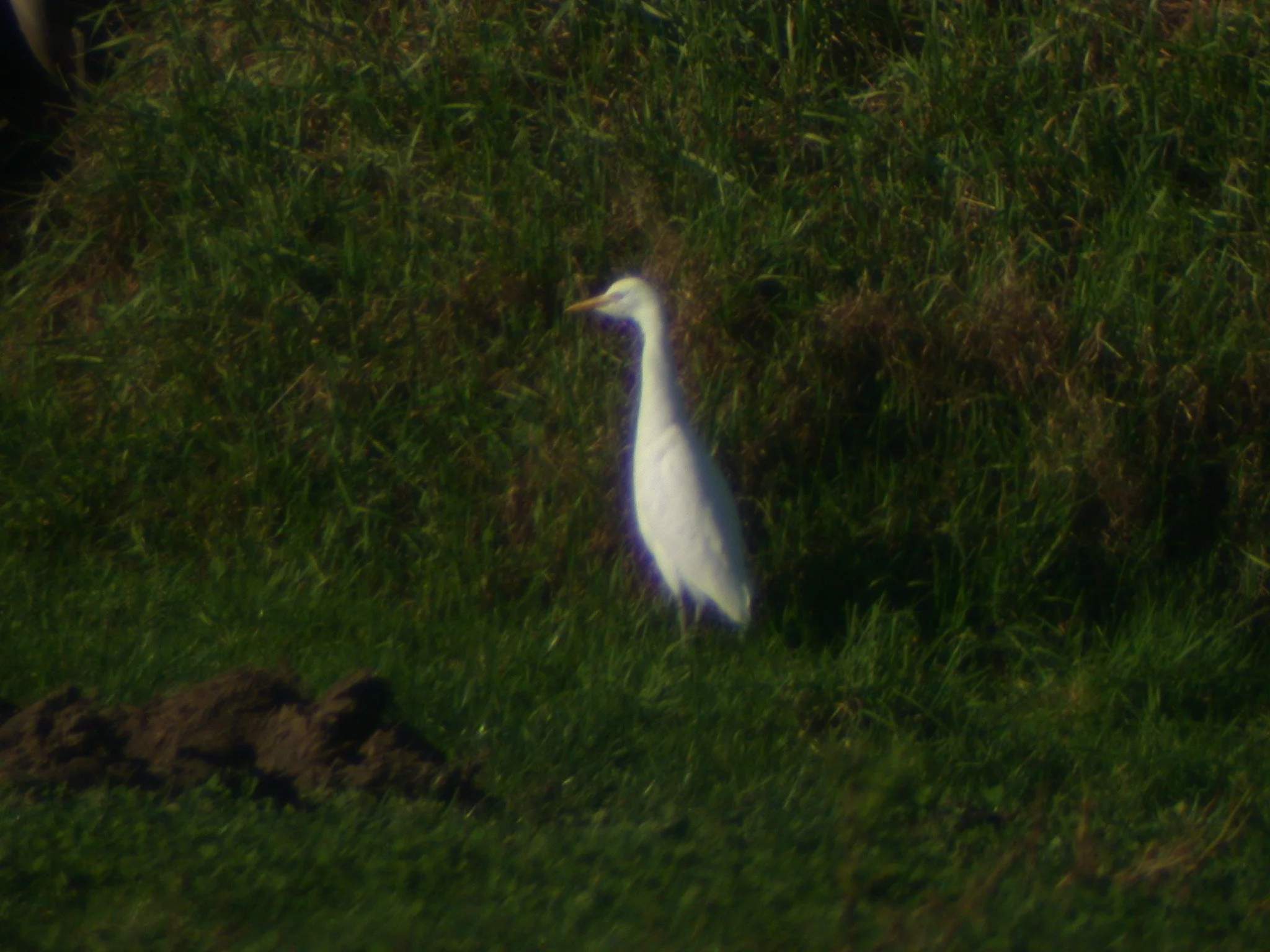 Cattle Egret 4.jpg