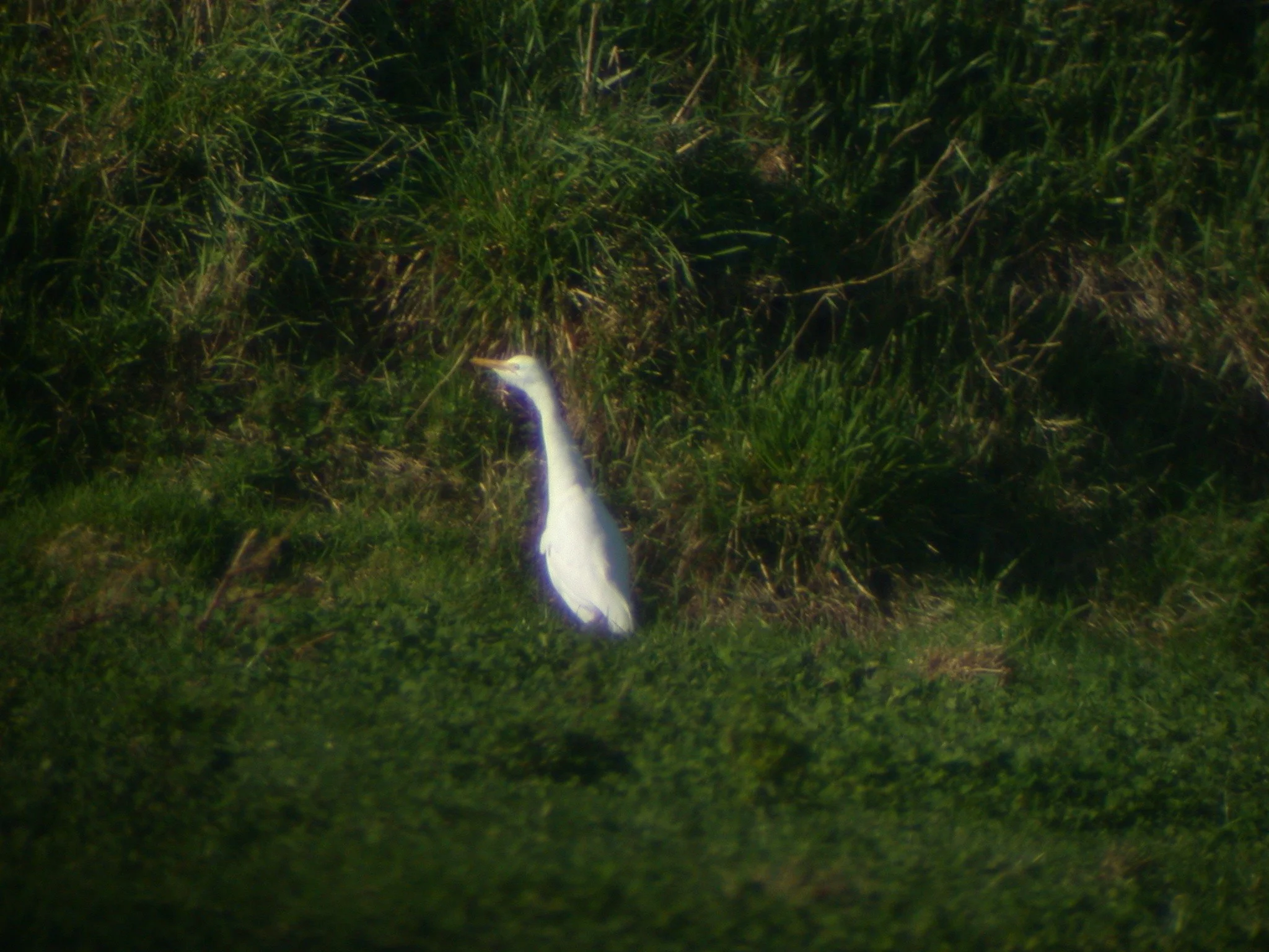 Cattle Egret 6.jpg