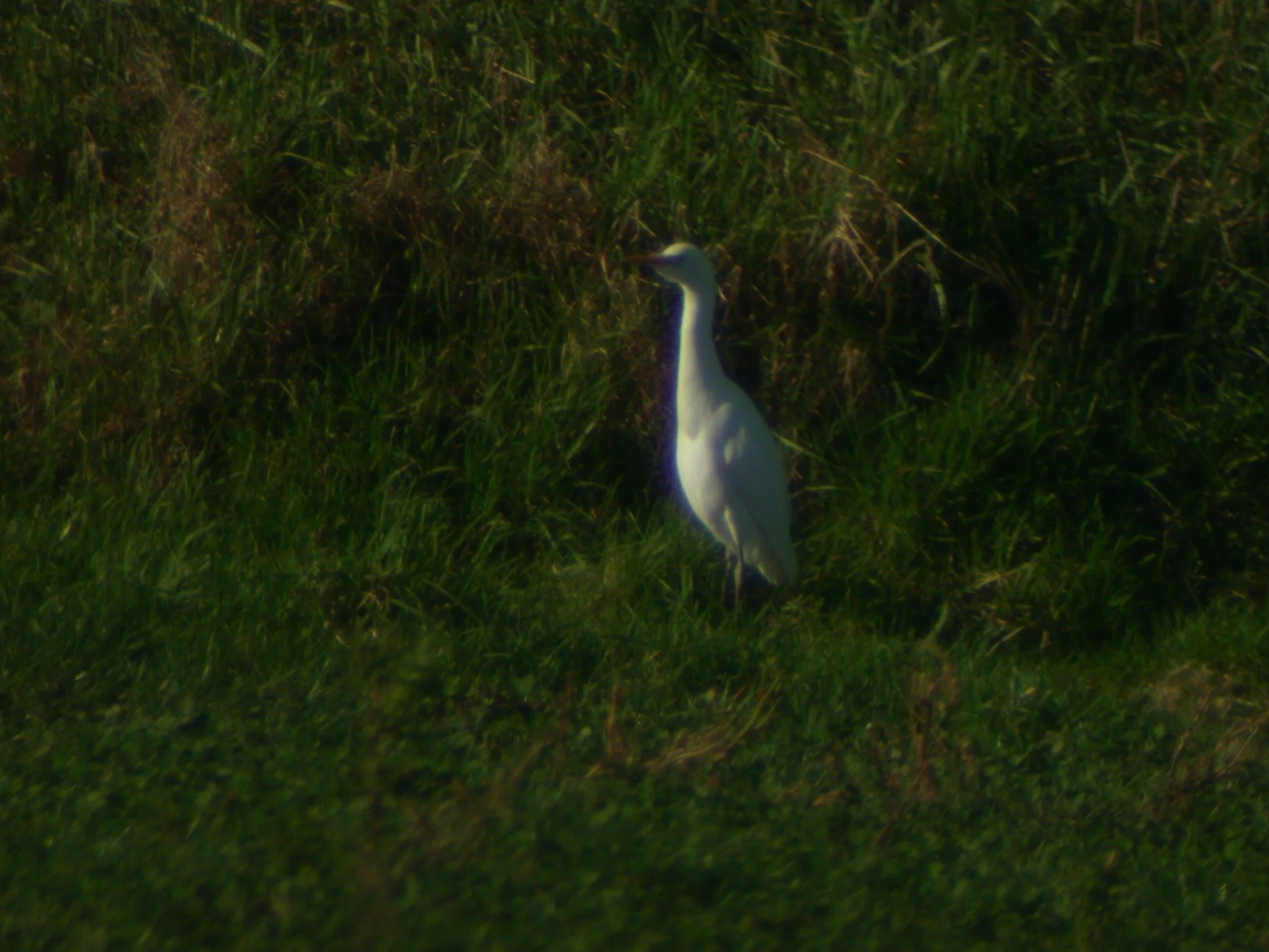Cattle Egret 8.jpg