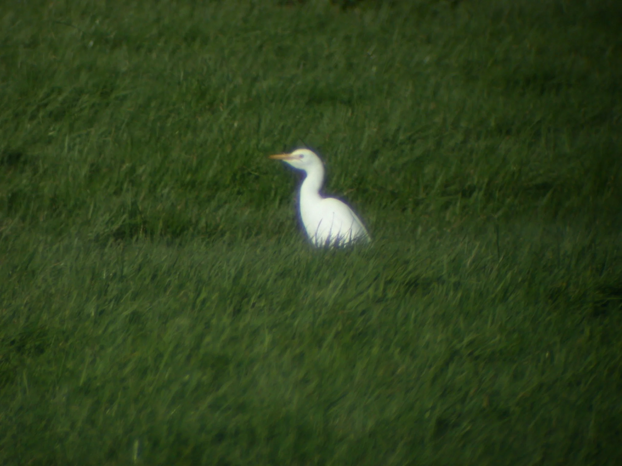Cattle Egret 12.jpg