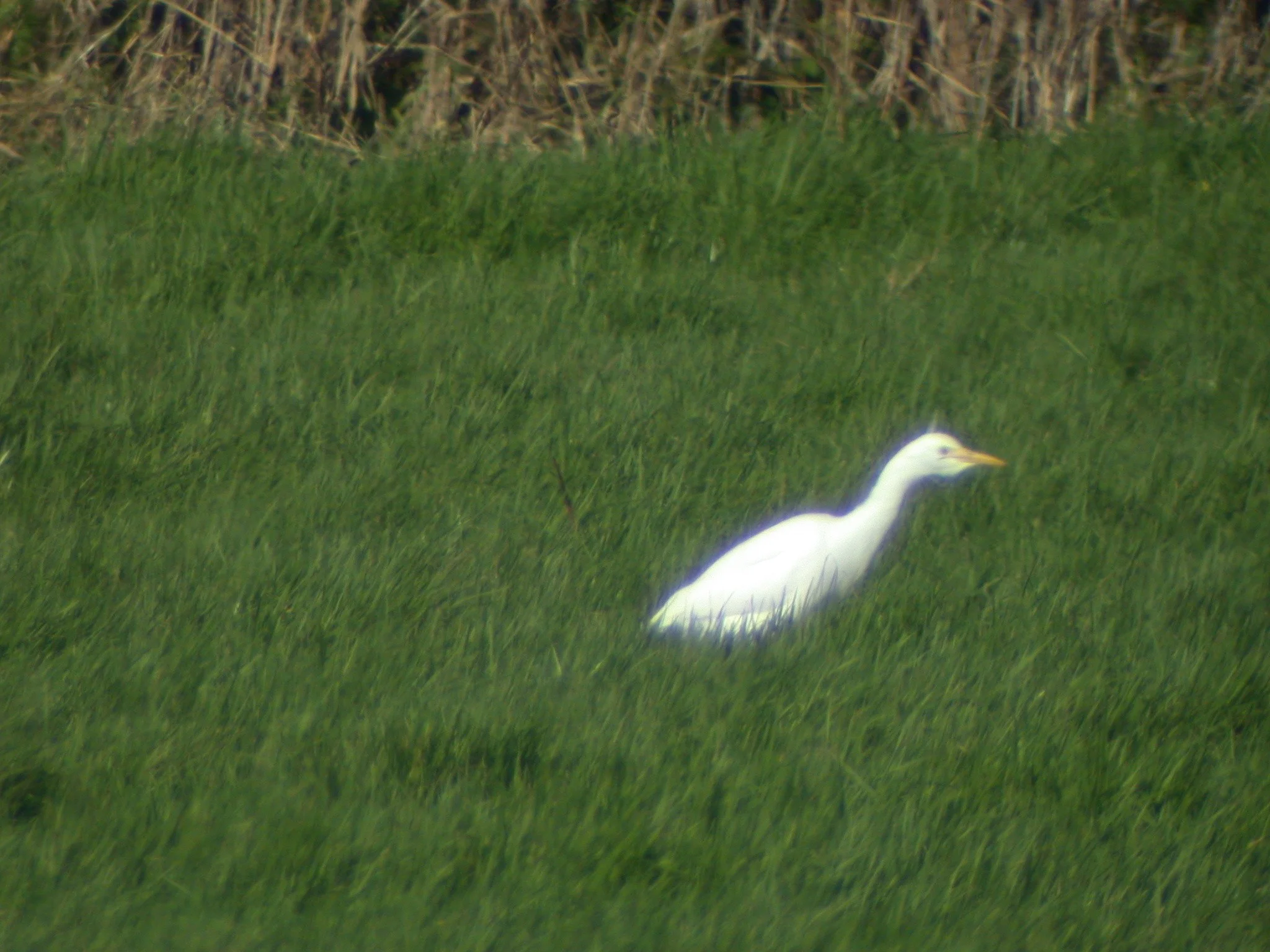 Cattle Egret 13.jpg