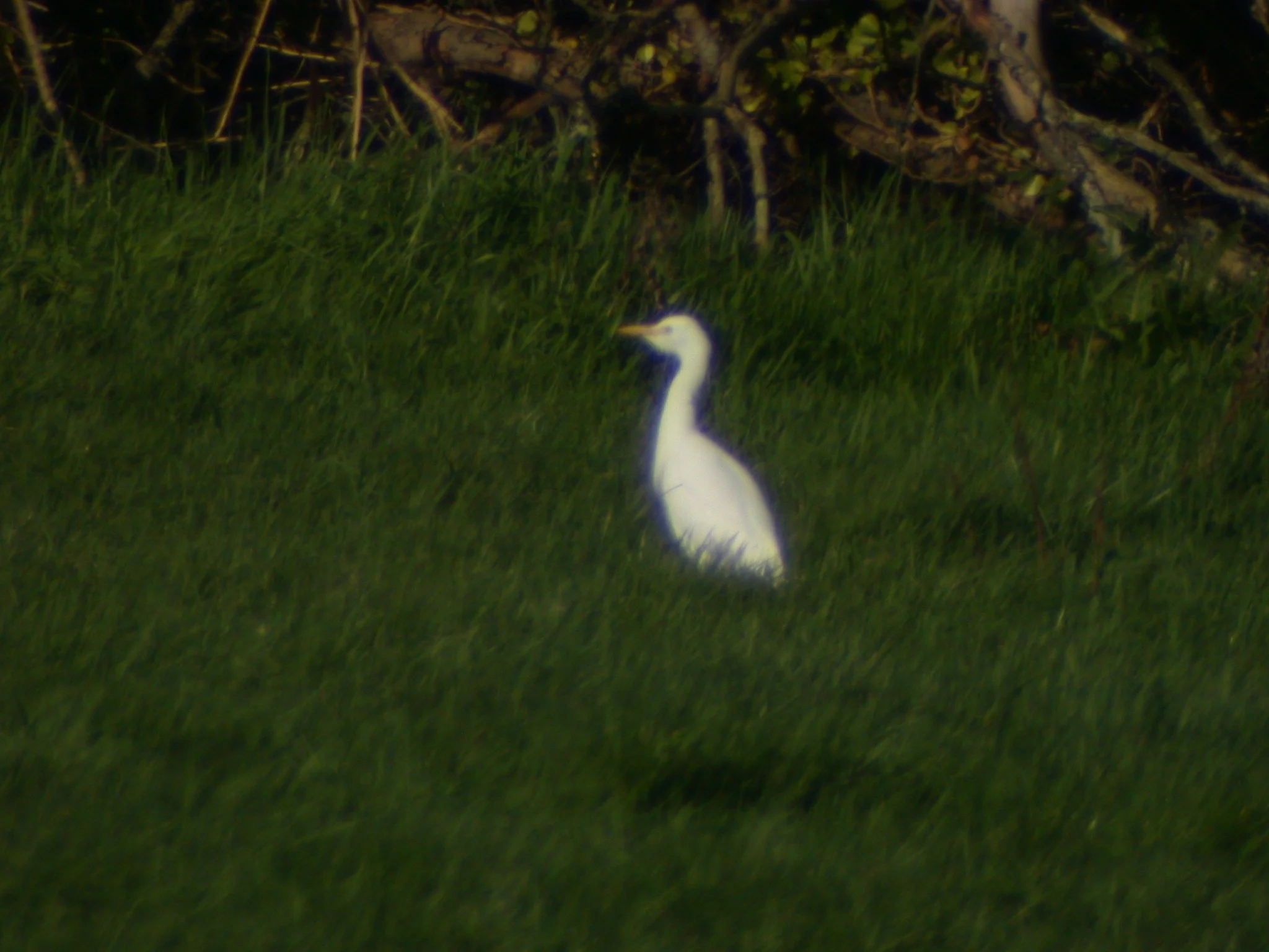 Cattle Egret 14.jpg