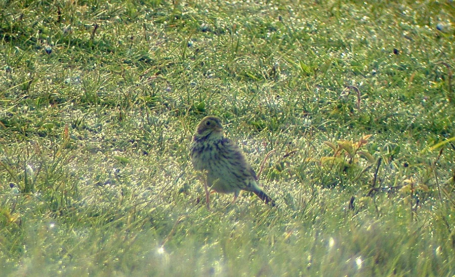 Corn Bunting Jao 20Apr04 c shpd.jpg