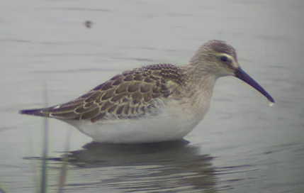 Curlew Sandpiper CM 18Sep04 a shpd.JPG