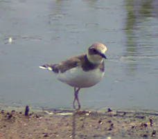 Little Ringed Plover juv CM 4Aug04 a shpd redcd.JPG