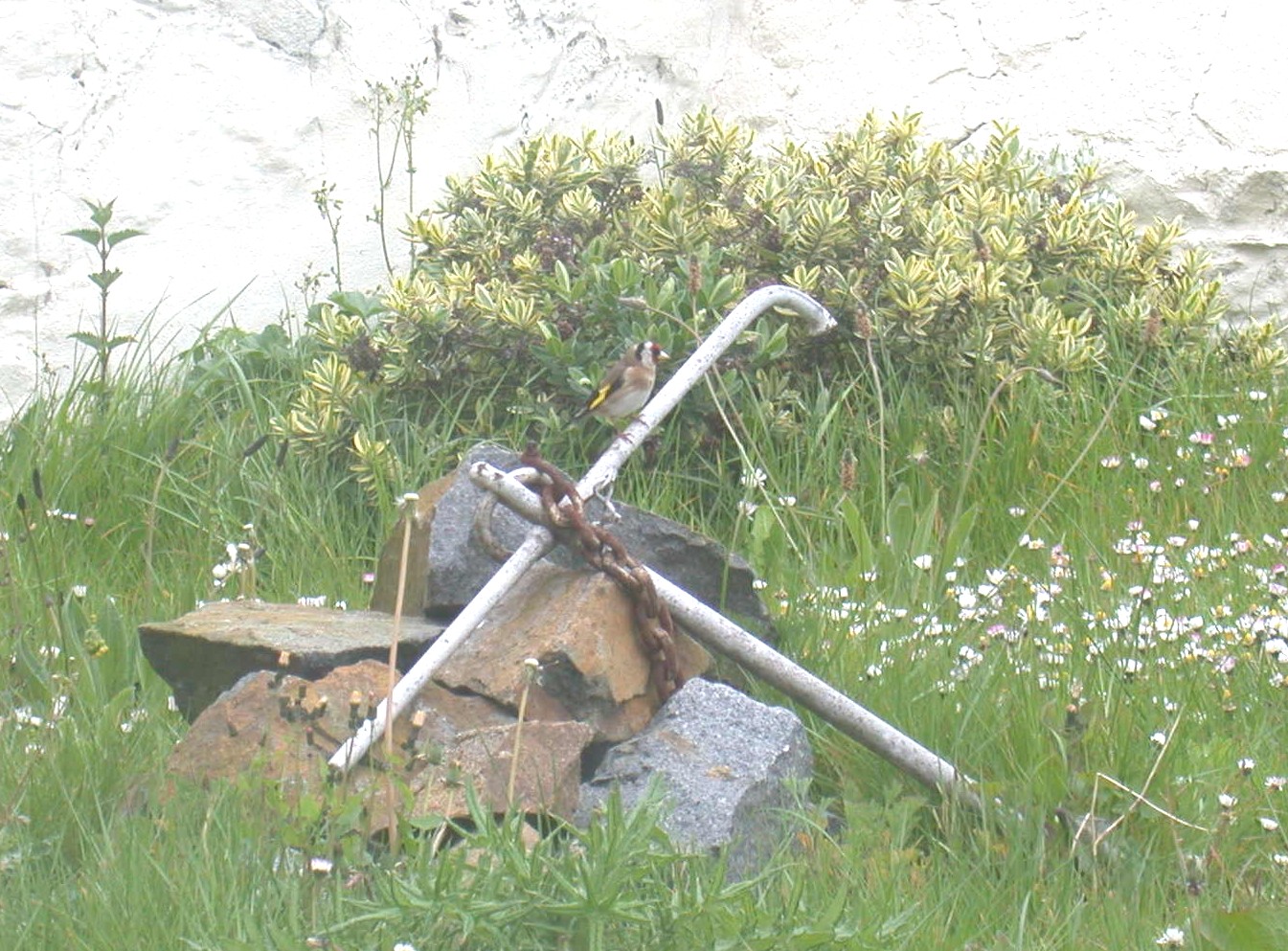 Goldfinch STE 30Apr04.jpg