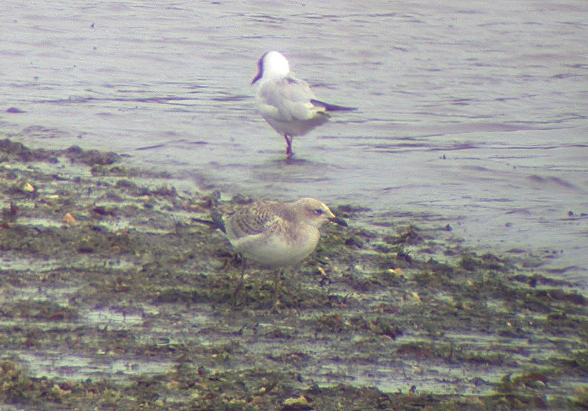 Med Gull juv Vazon 19Jul04 a shpd.JPG
