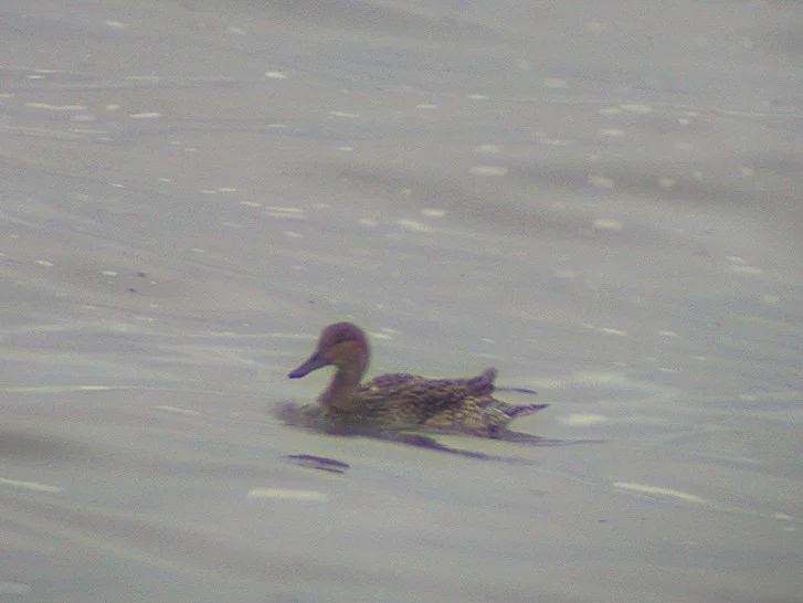 Pintail ShBank 18Apr04 a shpd.jpg