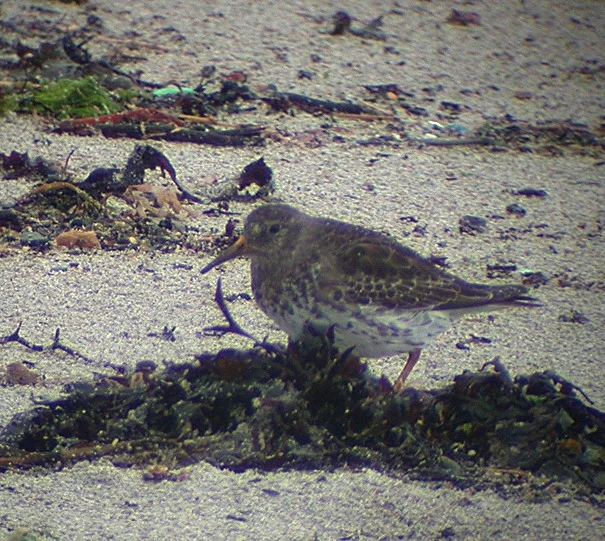 Purple Sandpiper Vazon 18Apr04 a shpd.jpg