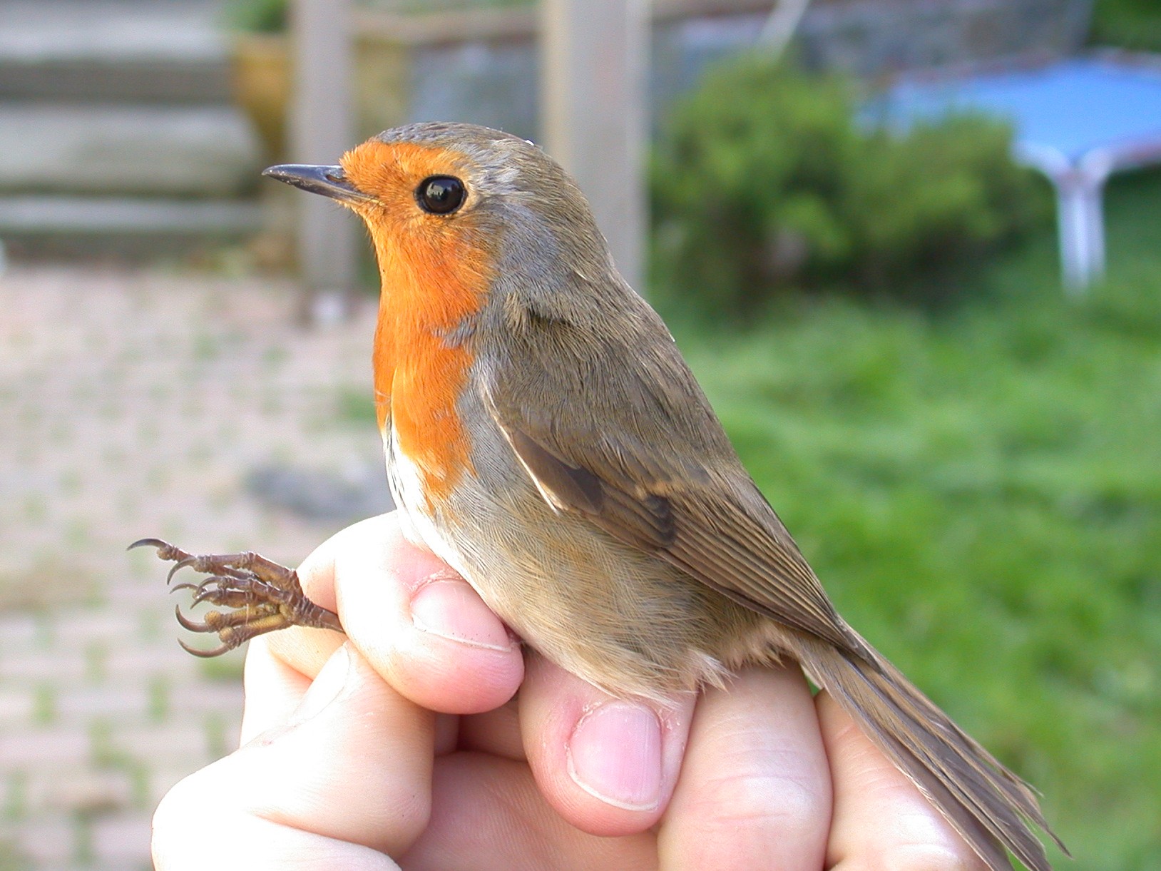 Robin STE Nov04 c.jpg