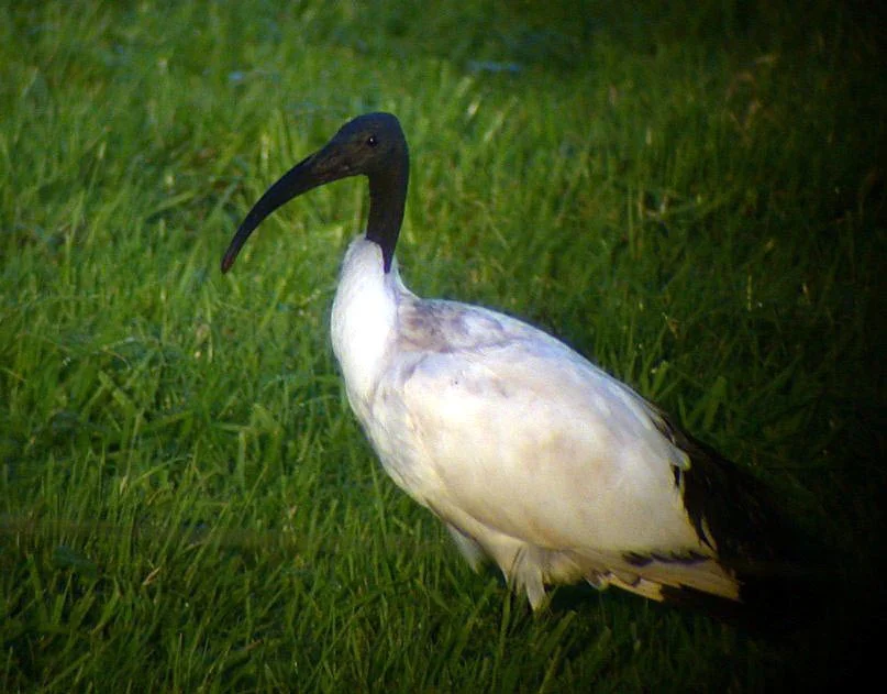 Sacred Ibis RDB 28Dec04 c 50% shpcv.jpg