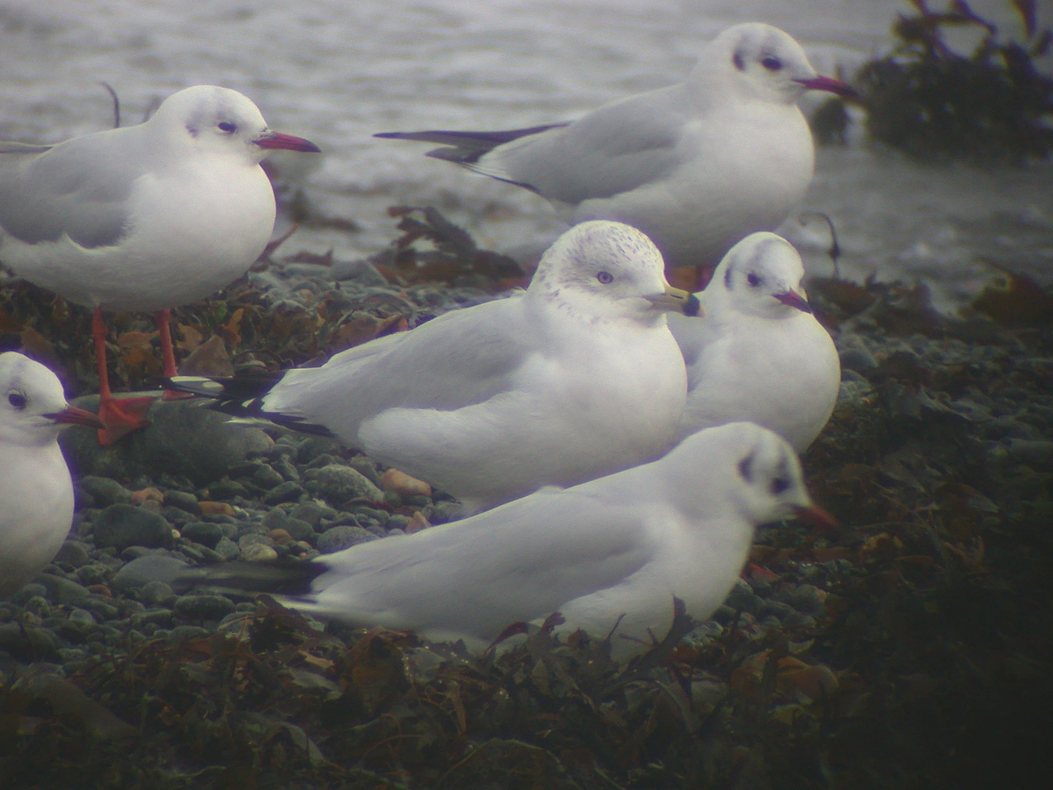 Ring-billed Gull BGB 15Jan04 1 sharpened.JPG