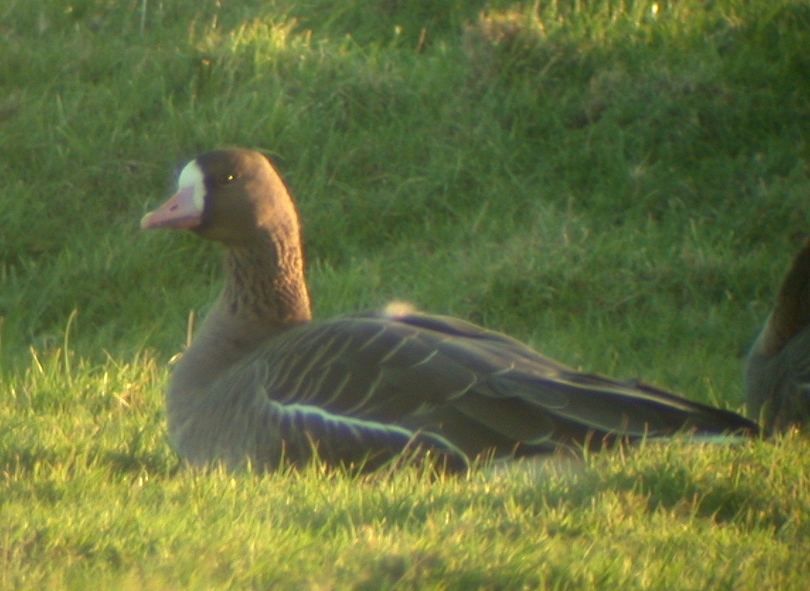 White-fronted Geese Old Aero 2Jan04 3.jpg