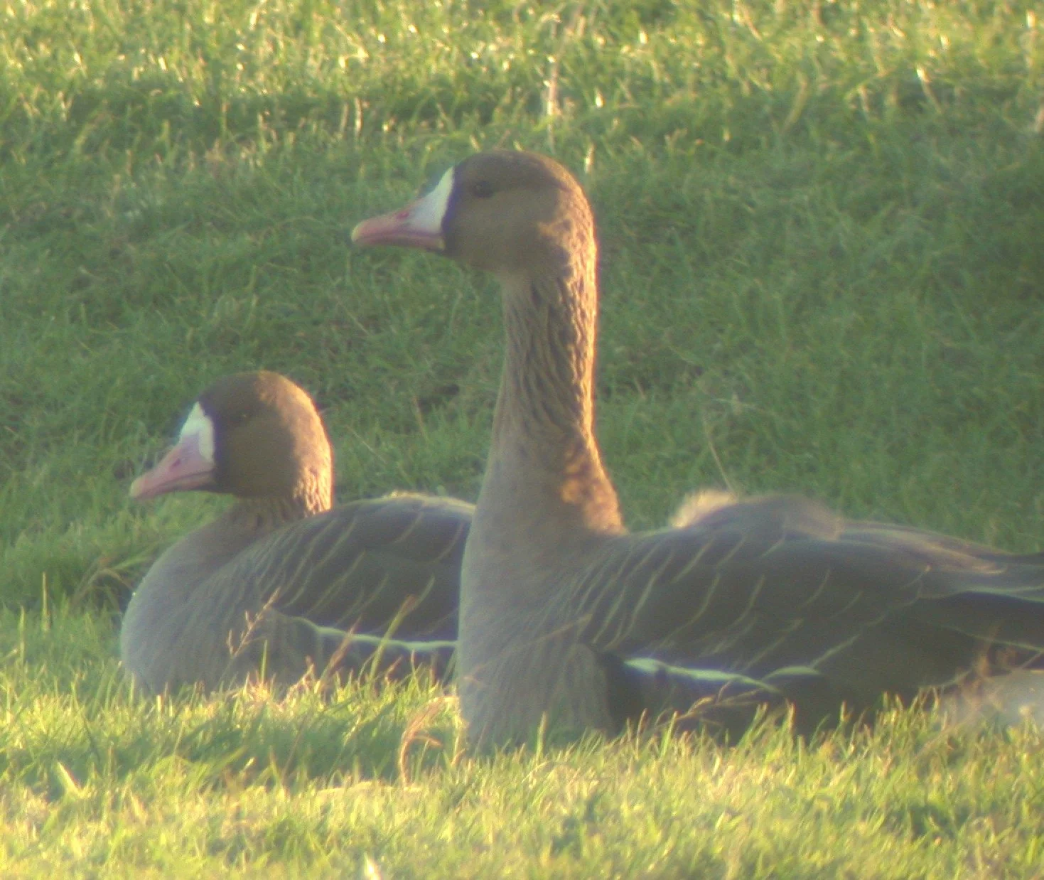 White-fronted Geese Old Aero 2Jan04.jpg
