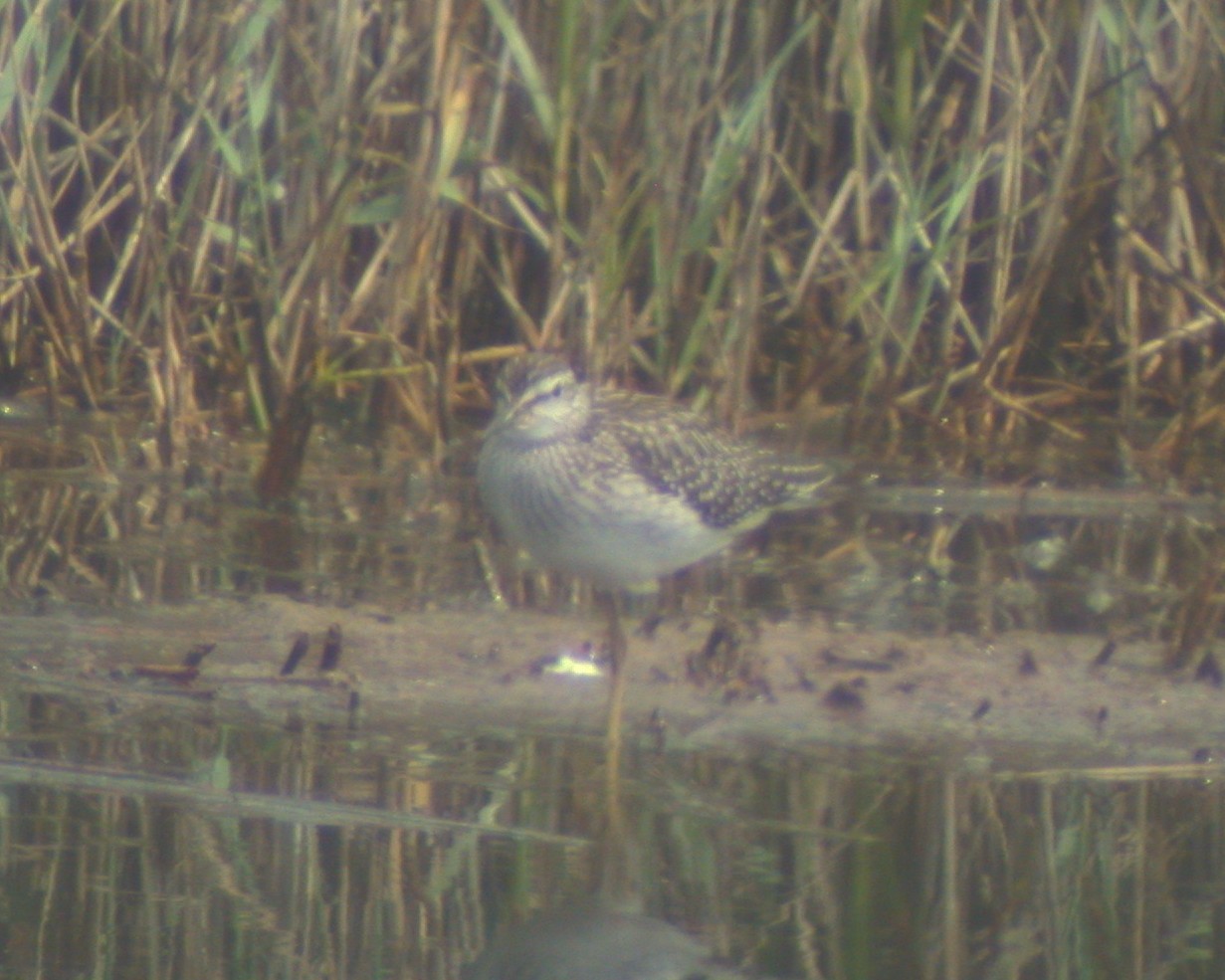 Wood Sandpiper CM 4Aug04.jpg