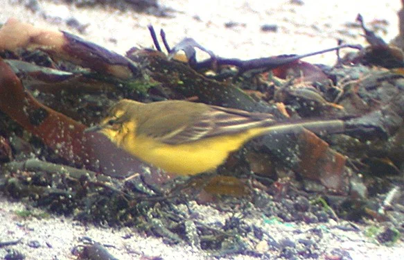 Yellow Wagtail Vazon 18Apr04 a shpd.jpg