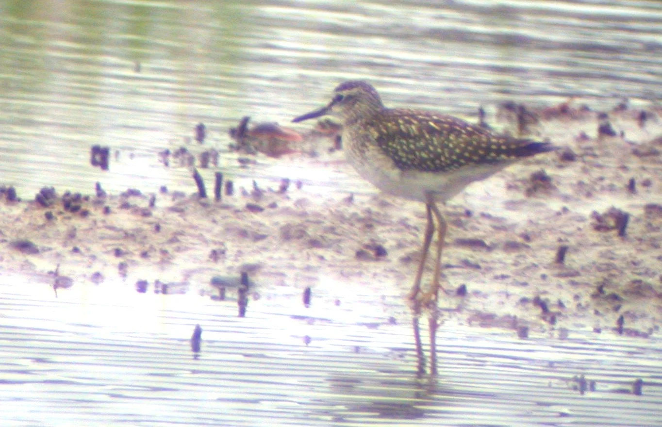 Wood Sandpiper CM 26Jul04 b.jpg