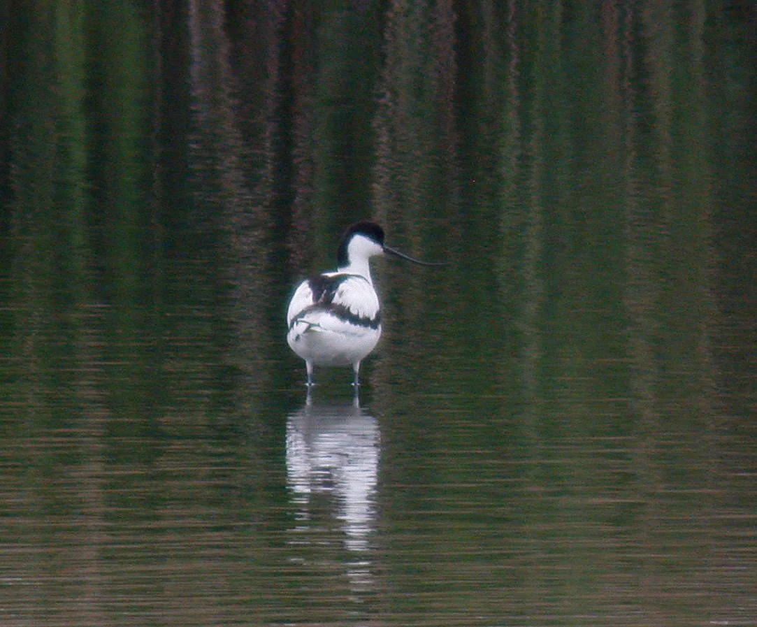 Avocet VP 15May05 a cvshp.jpg