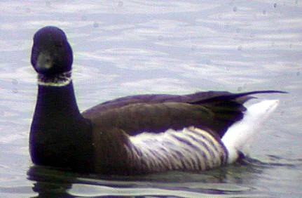 Black Brant 17Feb05 d shpcv.jpg