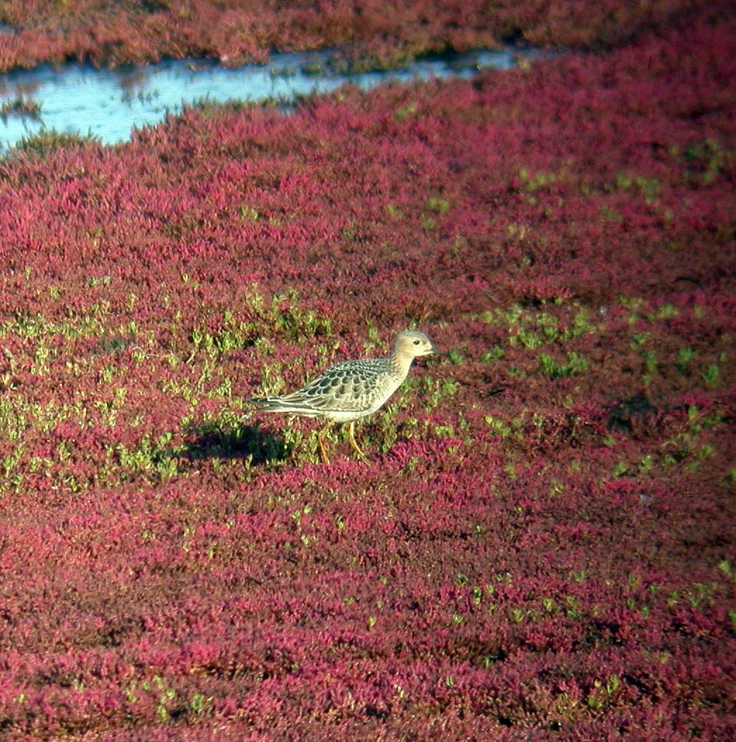 Buff-br Sandpiper OldAero 10Sep05 a cvshp.jpg