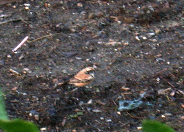 Desert Wheatear Chouet 13Nov05 shpcv.jpg
