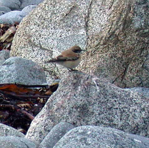 Desert Wheatear Pulias 25Nov05 b.jpg