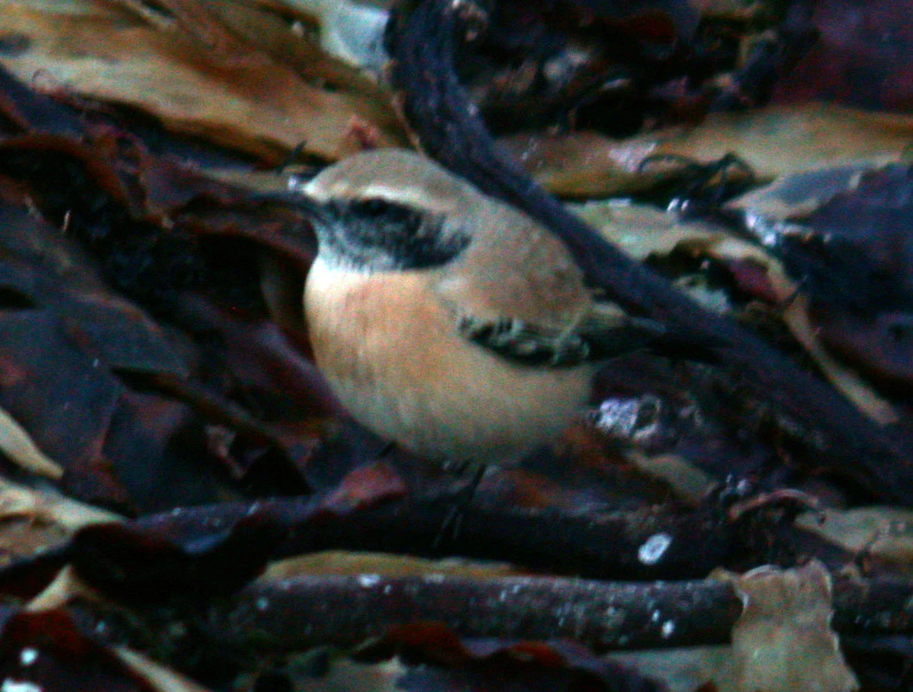 Desert Wheatear Pulias 25Nov05 a.JPG