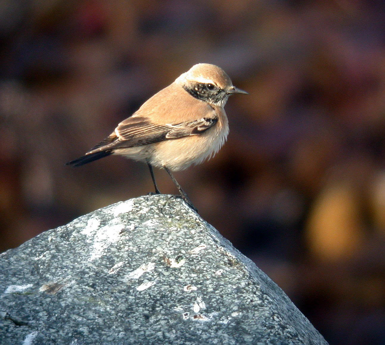 Desert Wheatear Pulias 27Nov05 a cvshp.jpg