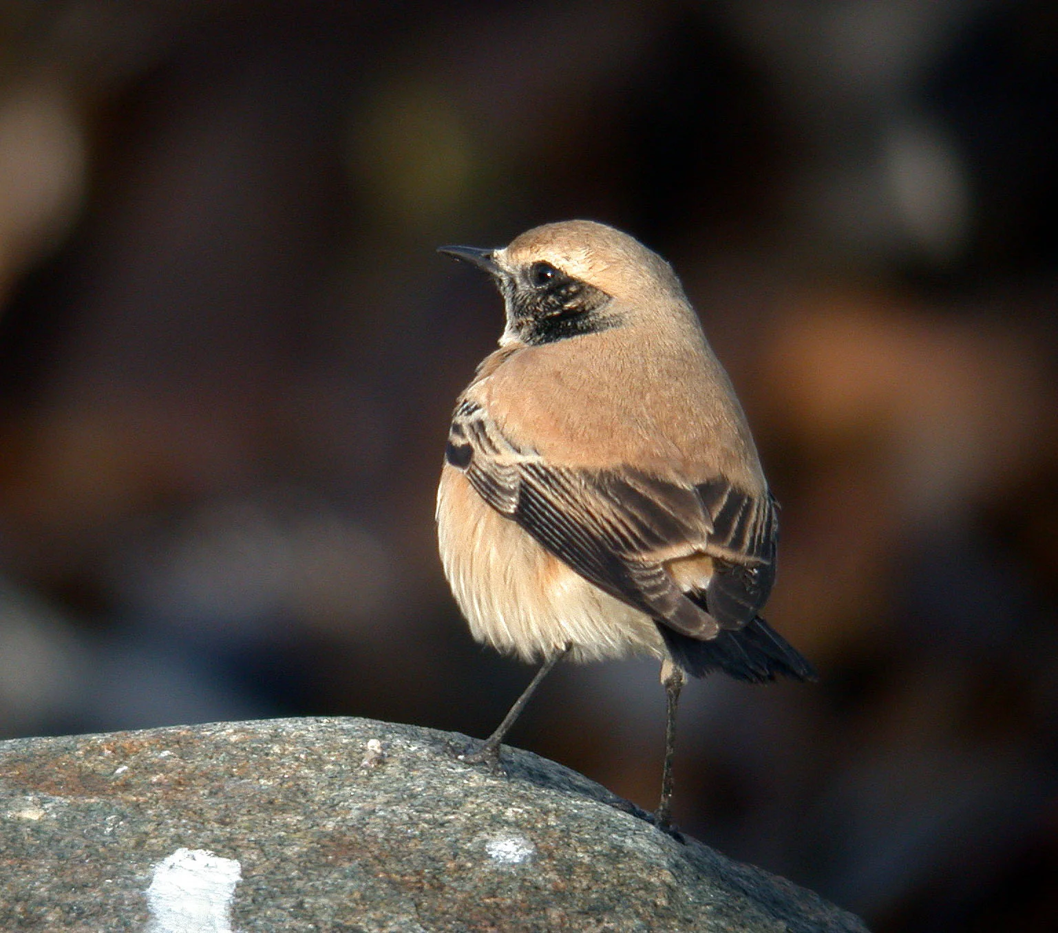 Desert Wheatear Pulias 27Nov05 c cvshp.jpg