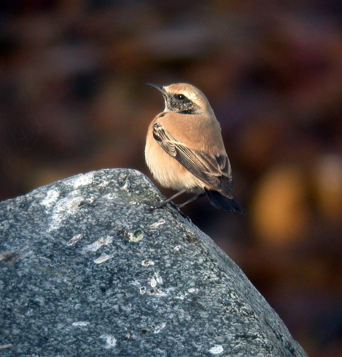 Desert Wheatear Pulias 27Nov05 d cvdshp.jpg