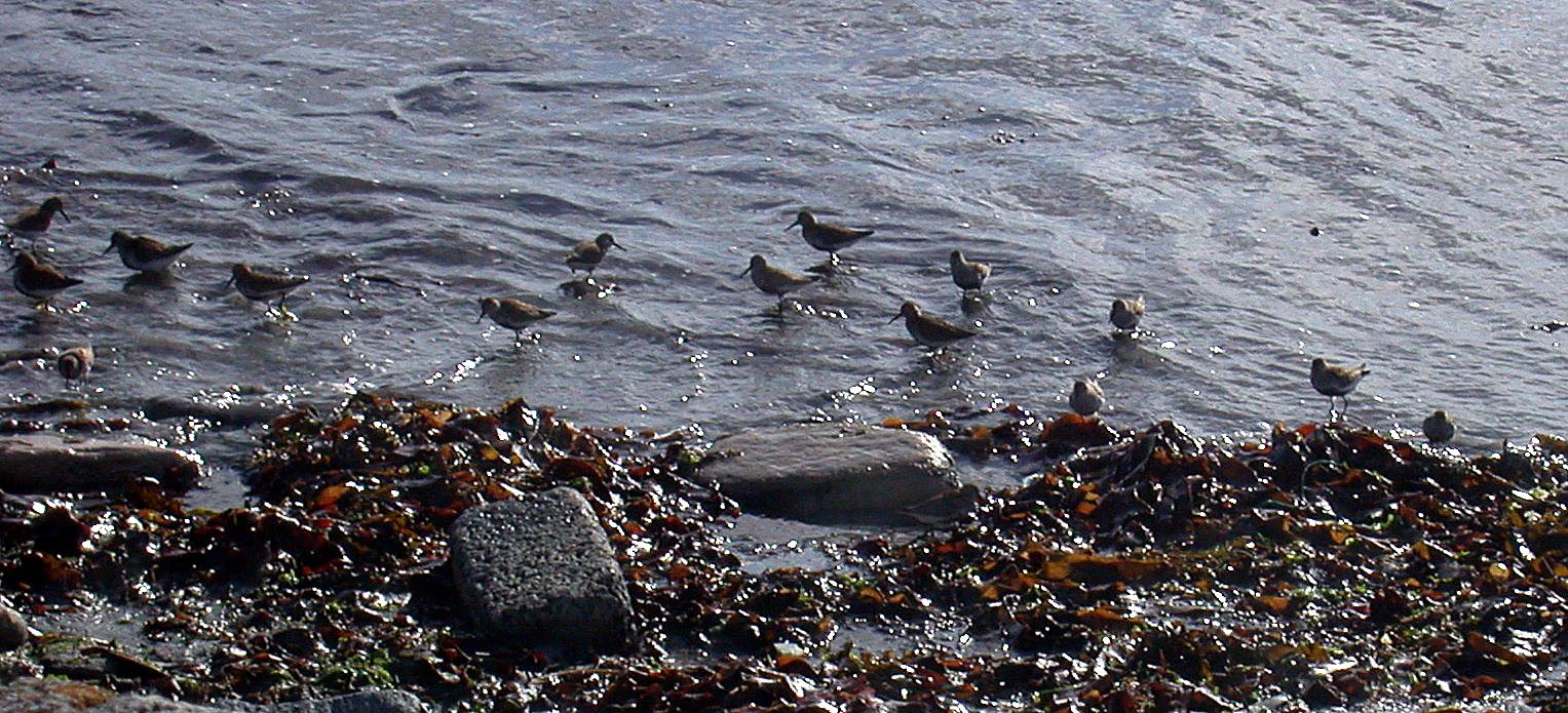 Dunlin & Sanderling Vazon 9May05 a.jpg