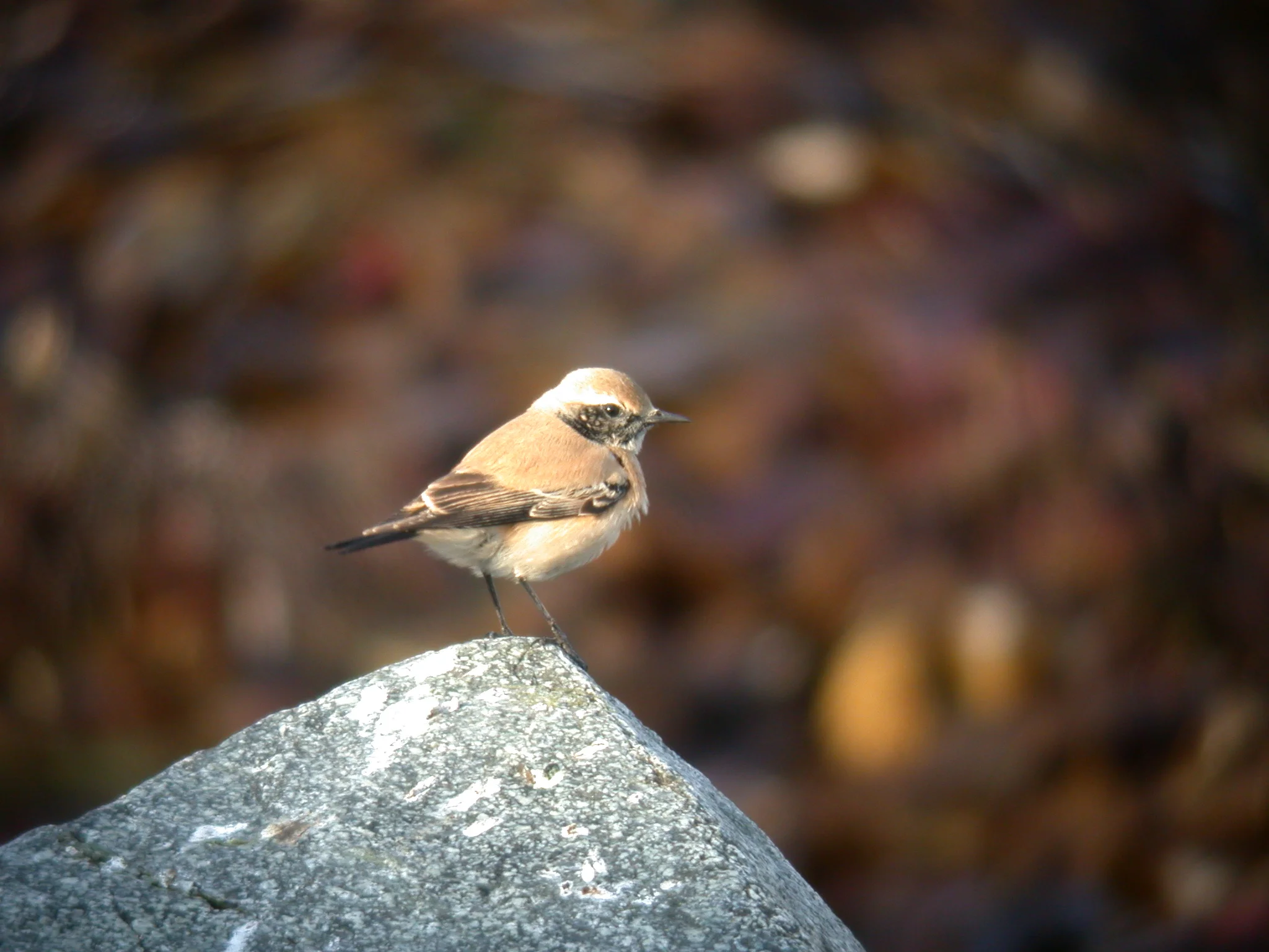 Desert Wheatear Pulias 27Nov05 e.JPG