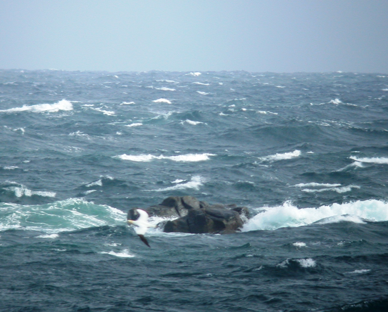 Gannet Jao 19Aug05.JPG