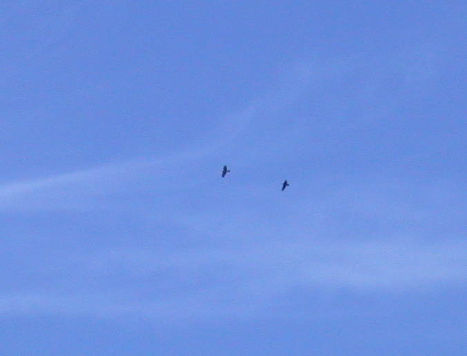 Honey Buzzard Catioroc 3Sep05 a.JPG