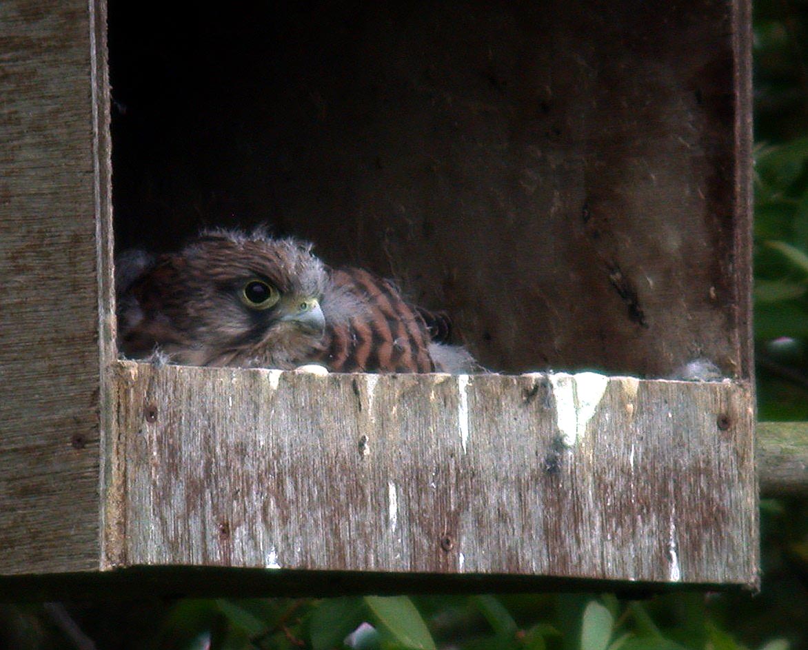 Kestrel juvenile RDB 2Jun05 c cvsh.jpg