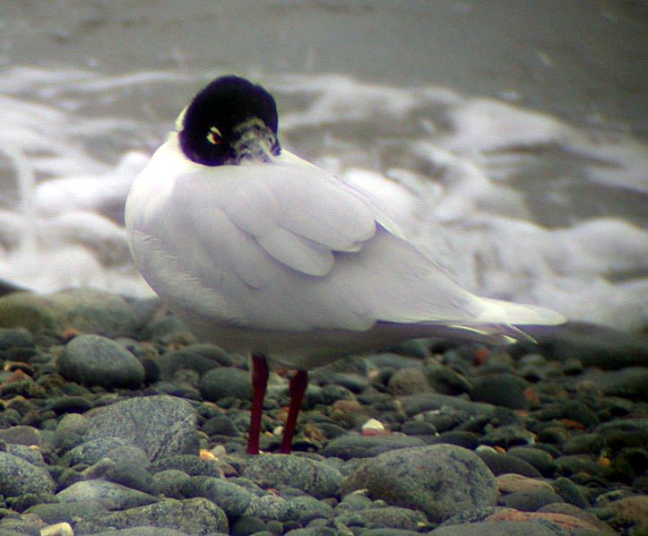 Med Gull BGBay 16Feb05 a shpcv.jpg