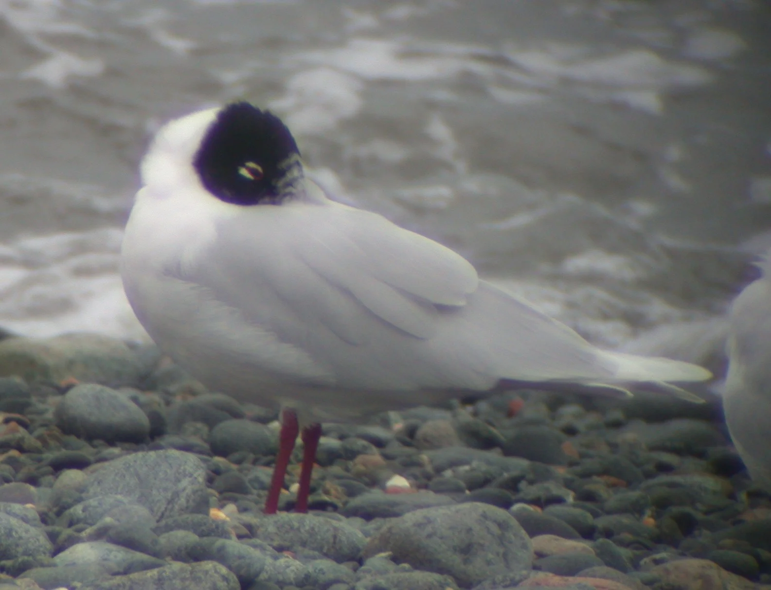 Med Gull BGBay 16Feb05 b.jpg