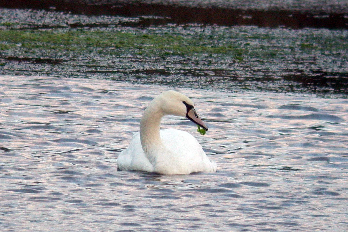 Mute Swan VP 1Oct05.JPG