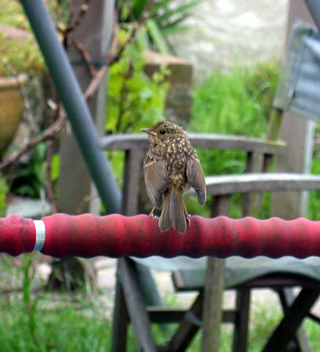 Robin juv STE 27May05.jpg