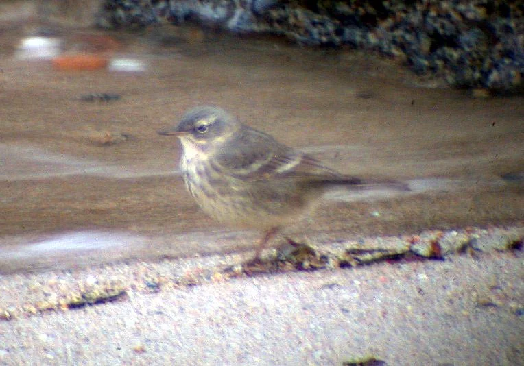 Scand Rock Pipit Rousse 1Mar05 shpcv.jpg