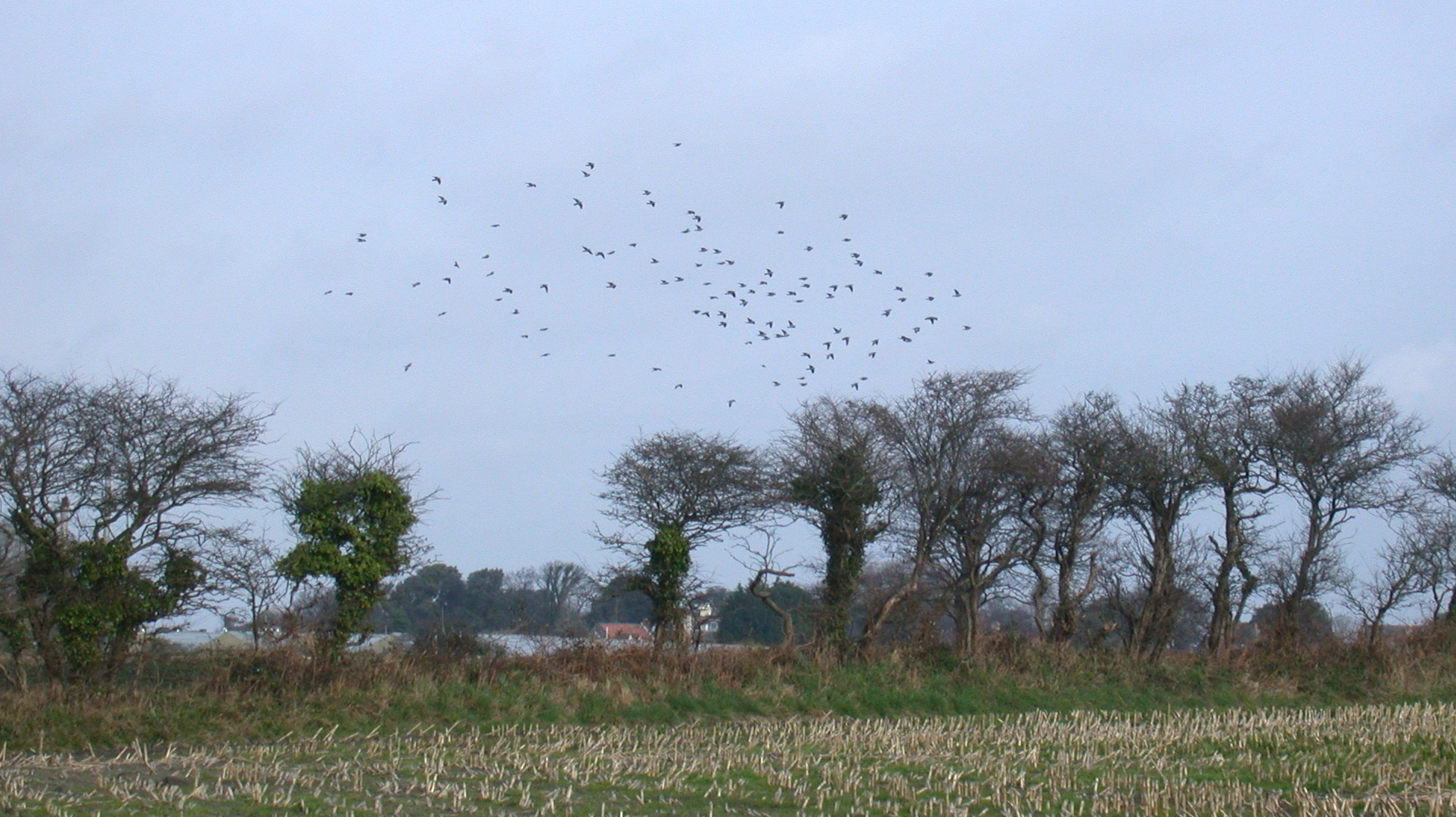 Stock Doves Pont Vaillant 7Feb05.jpg