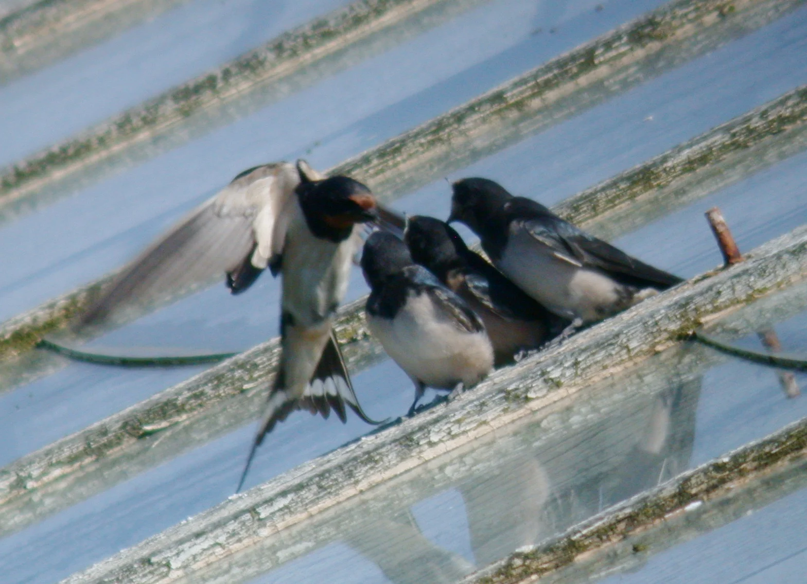 Swallows STE 8Aug05 a.JPG