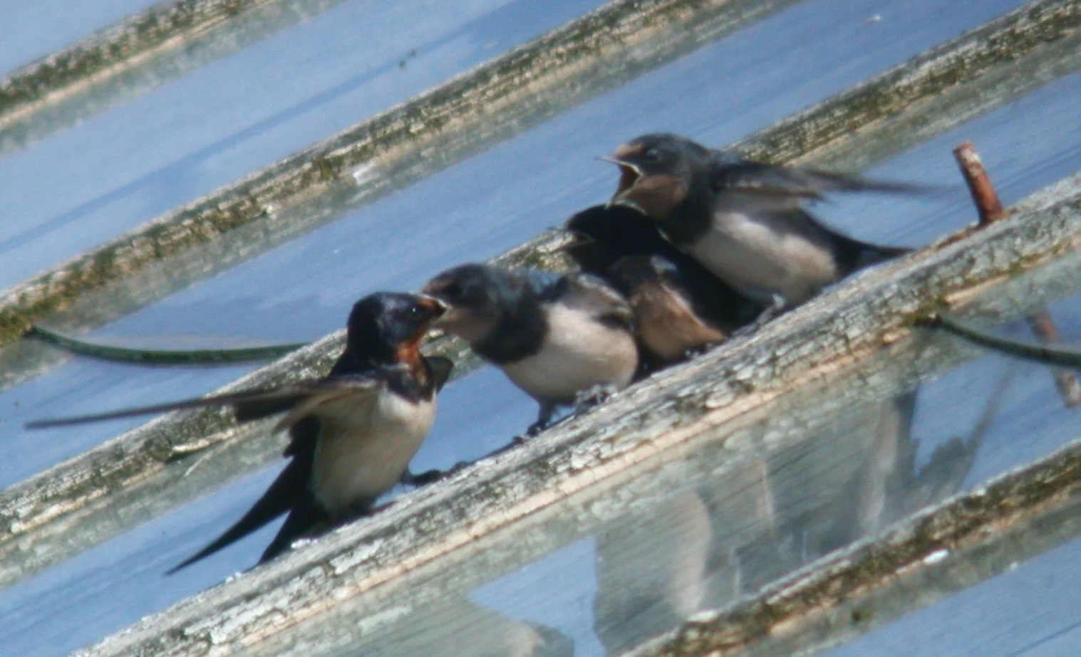 Swallows STE 8Aug05 b.JPG