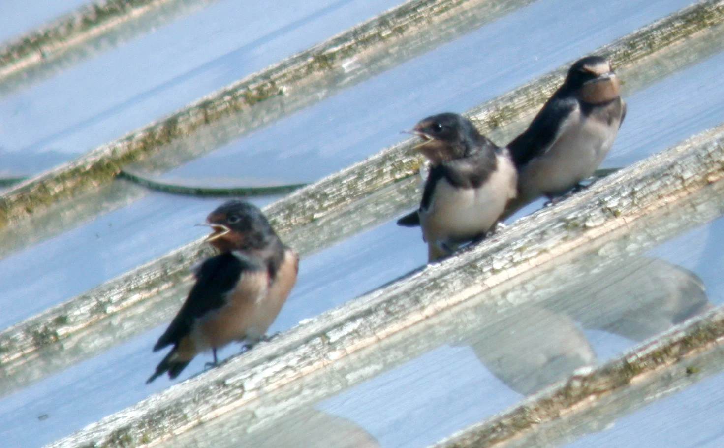 Swallows STE 8Aug05 c.JPG