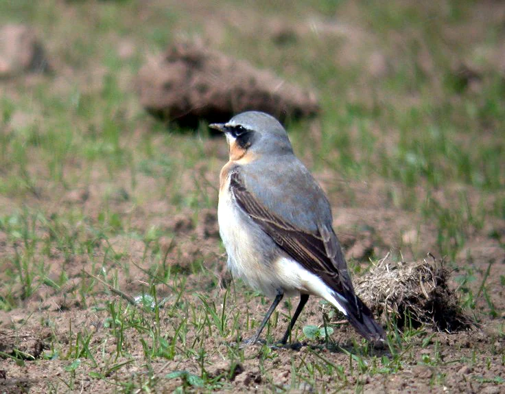 Wheatear Faux 20Apr05 a cvsh.jpg