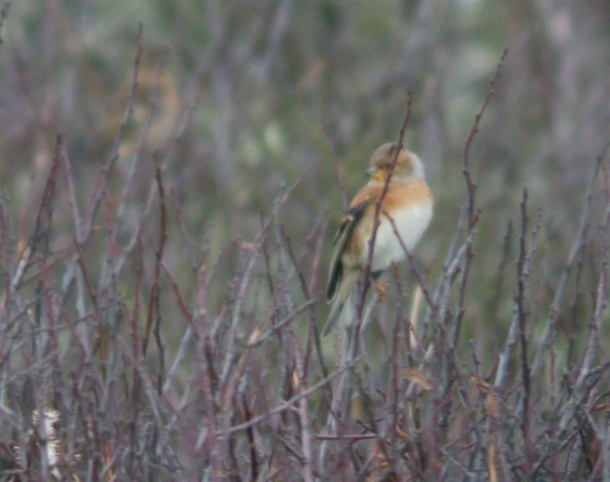 Brambling Plein 27Oct06.JPG