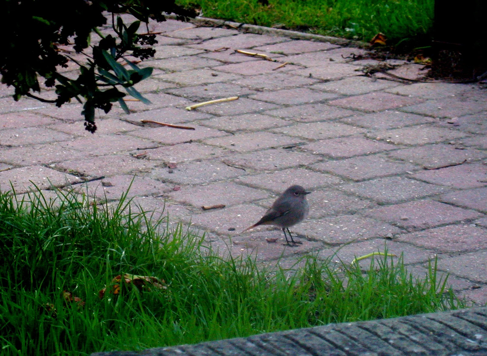 Black Redstart STE 2Nov06.JPG